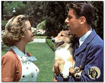 June Lockhart, Laddie (one of Lassie's pups) and Peter Lawford in "Son of Lassie" (1945).